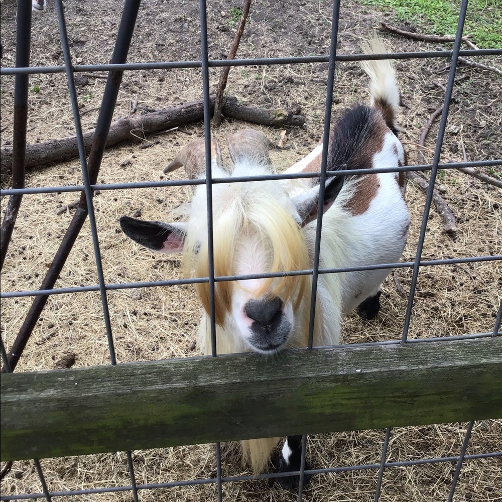 Meet your Posher, Chaya